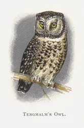 El Búho de Tengmalm